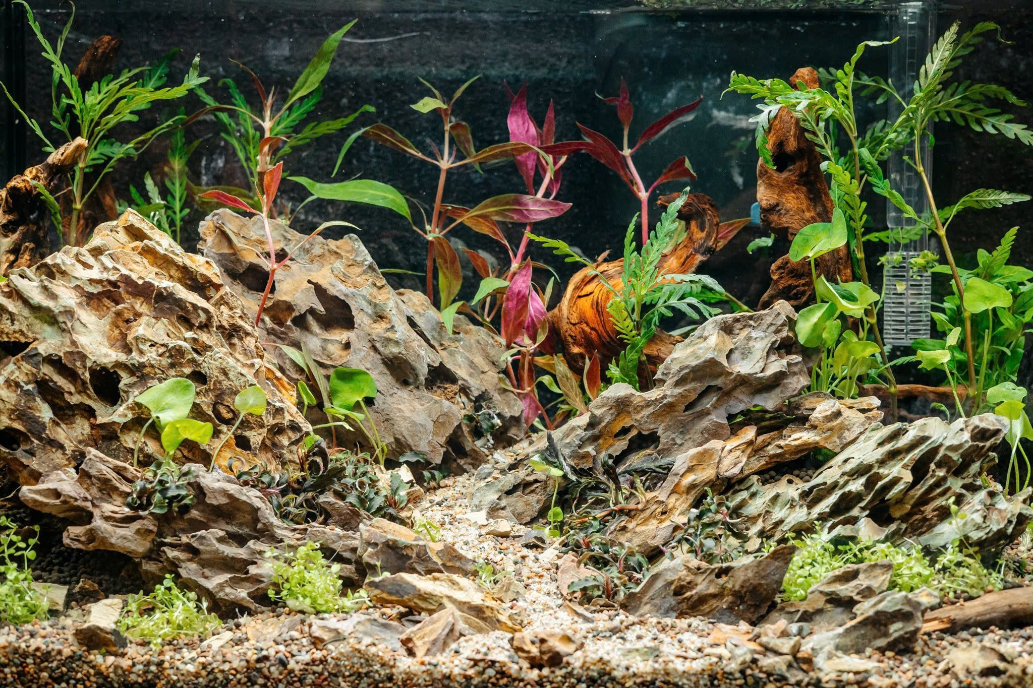 Pisces USA Aqua Natural Dragon Rock for sale | Splashy Fish