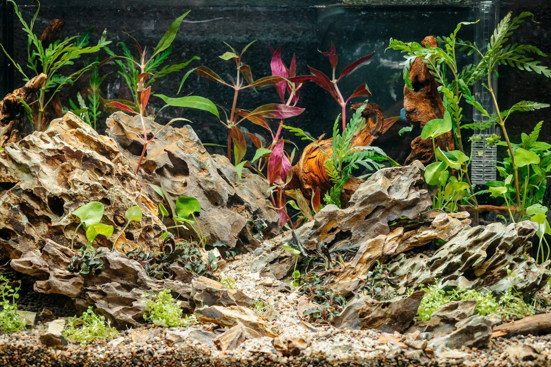 Pisces USA Aqua Natural Dragon Rock for sale | Splashy Fish