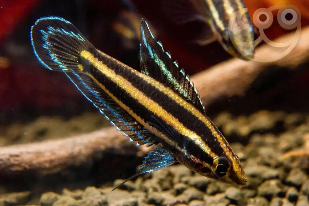 licorice gourami, gouramis for sale, licorice fish, licorice gouramis, licorice gourami for sale, licorice gourami in freshwater aquarium