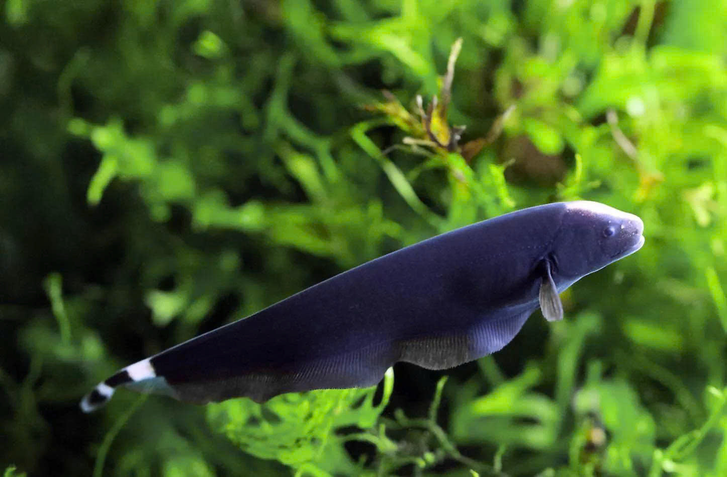 ghost fish, knife fish, black ghost knife fish, black ghost, ghost knife fish, knifefish, black ghost knifefish, black ghost fish, black knife fish, black ghost knife fish for sale, buy knifefish online
