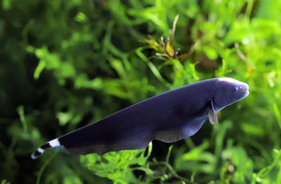 ghost fish, knife fish, black ghost knife fish, black ghost, ghost knife fish, knifefish, black ghost knifefish, black ghost fish, black knife fish, black ghost knife fish for sale, buy knifefish online