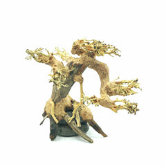 Medium Size Bonsai Driftwood Tree on Rock M401