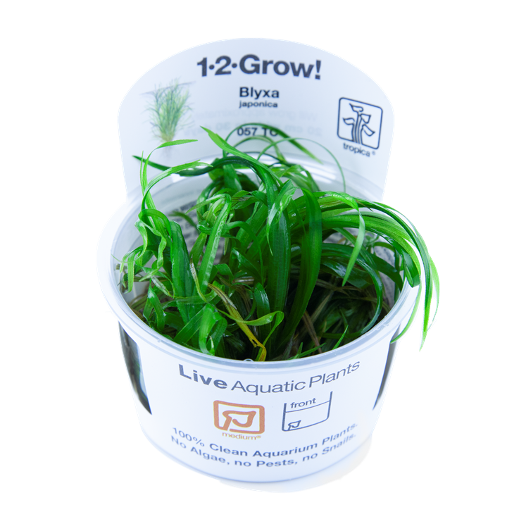 Blyxa japonica Tissue Culture by Tropica in a Cup