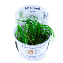 Blyxa japonica Tissue Culture by Tropica