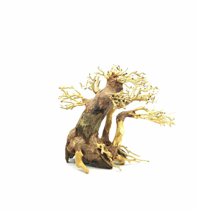 Aquascape Ideas | Aquarium Bonsai Tree | Aquarium Wood | bonsai tank bonsai aquascape