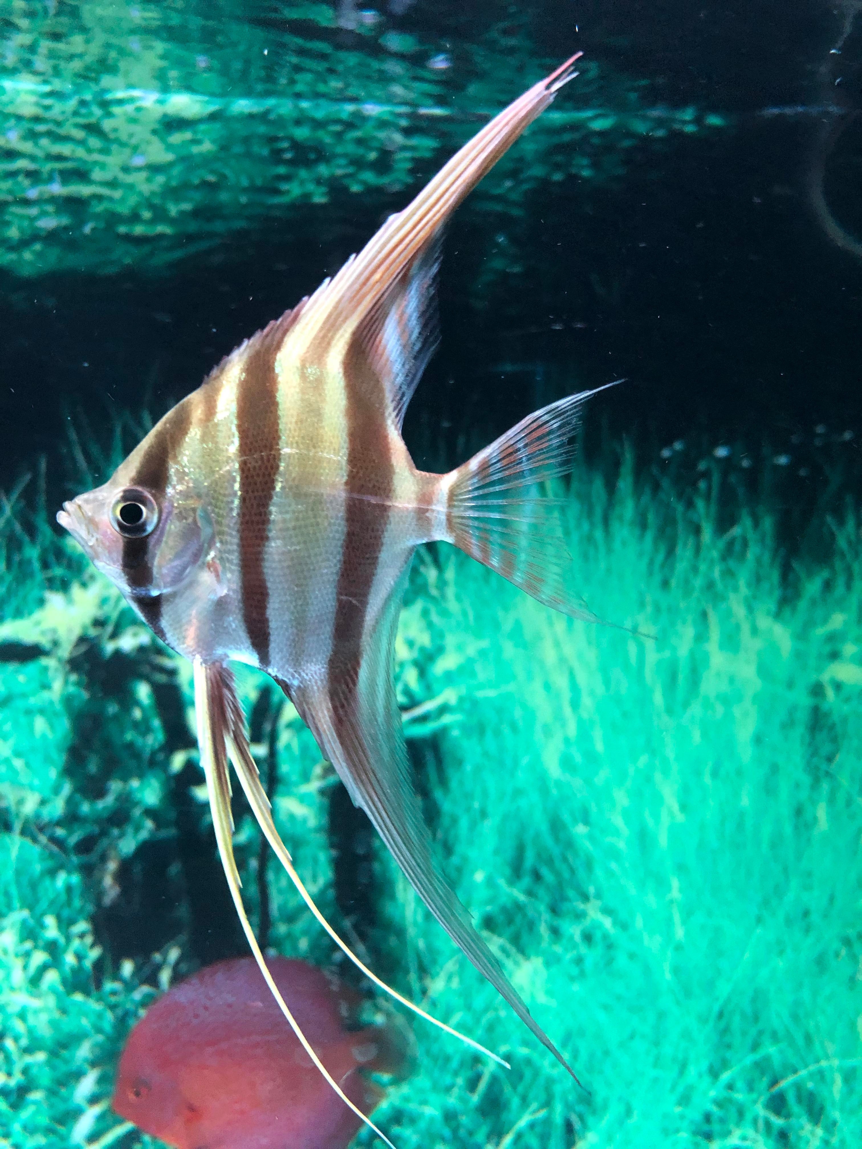altum angelfish tank | wild altum angelfish for sale | altum angelfish biotope | altum angelfish for sale near me