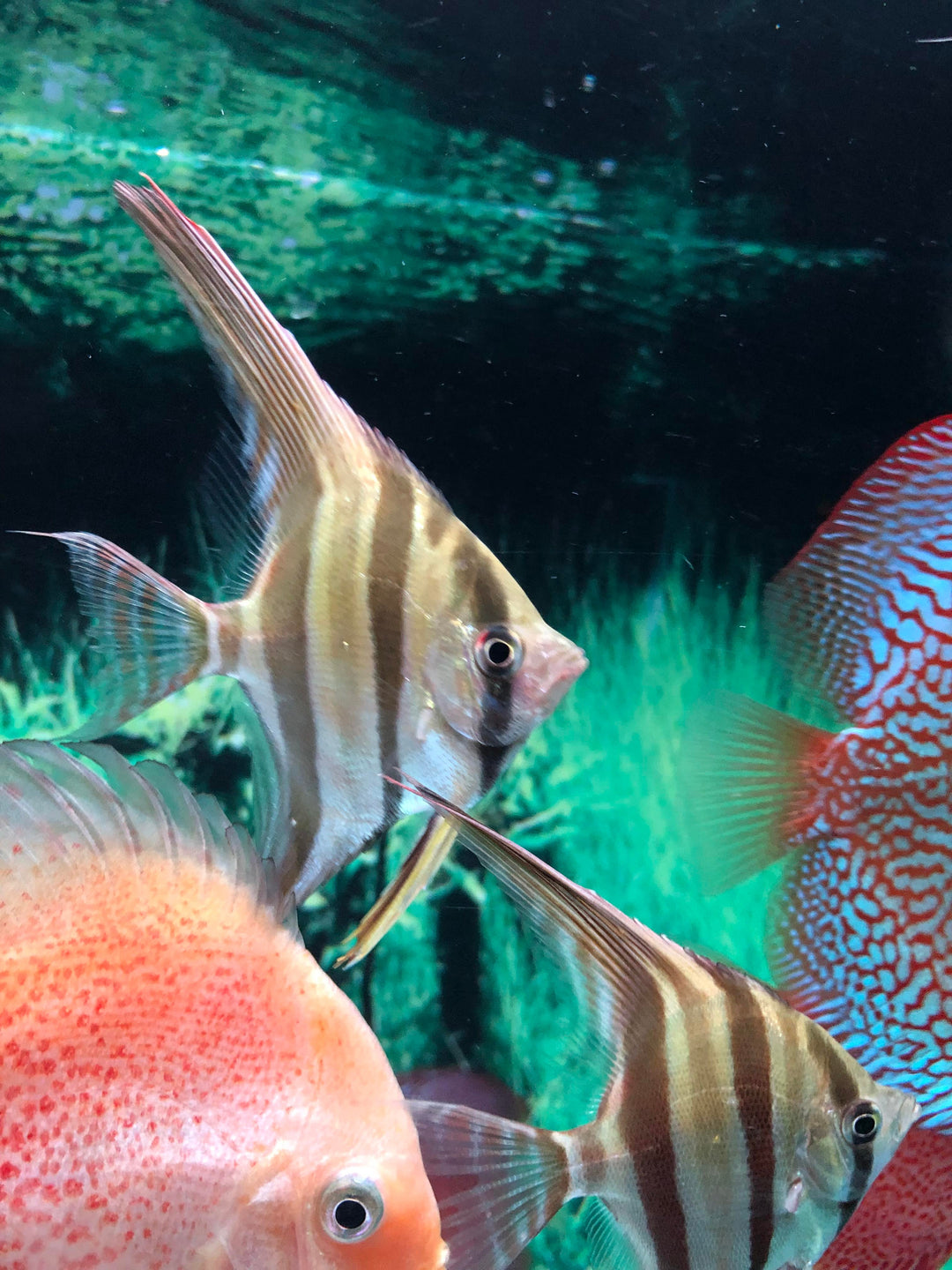peruvian altum angelfish for sale | Altum angelfish price | Altum Angelfish aquarium | Not Wild Altum Angelfish for sale 
