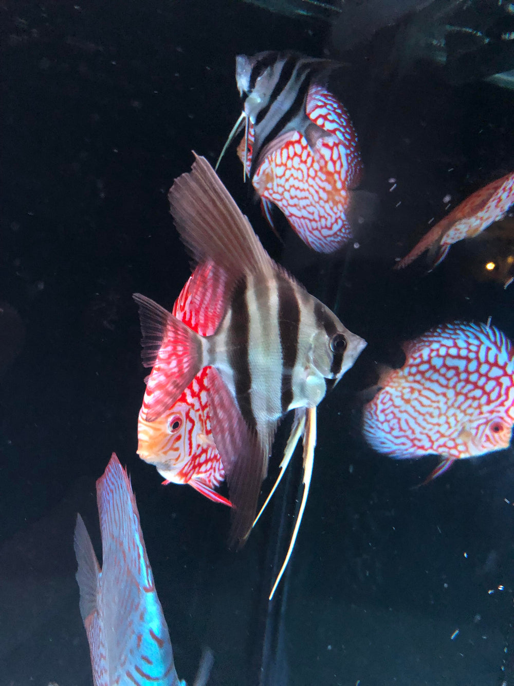 tank raised altum angelfish for sale | f1 altum angelfish for sale | altum angelfish price | peruvian altum angelfish for sale  | altum angelfish for sale near me | Splashy Fish Tropical Aquarium Fish Store