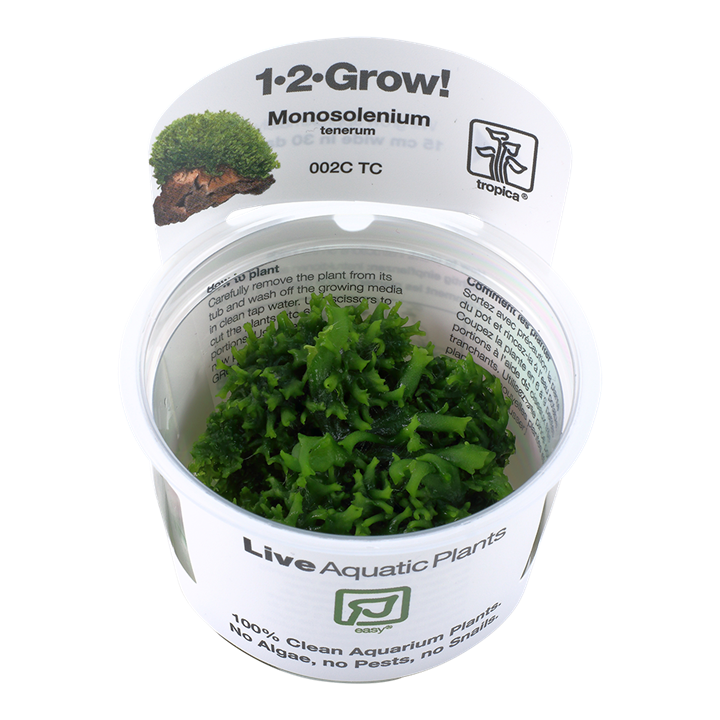 Monosolenium tenerum Tissue Culture by Tropica in a cup For sale near me