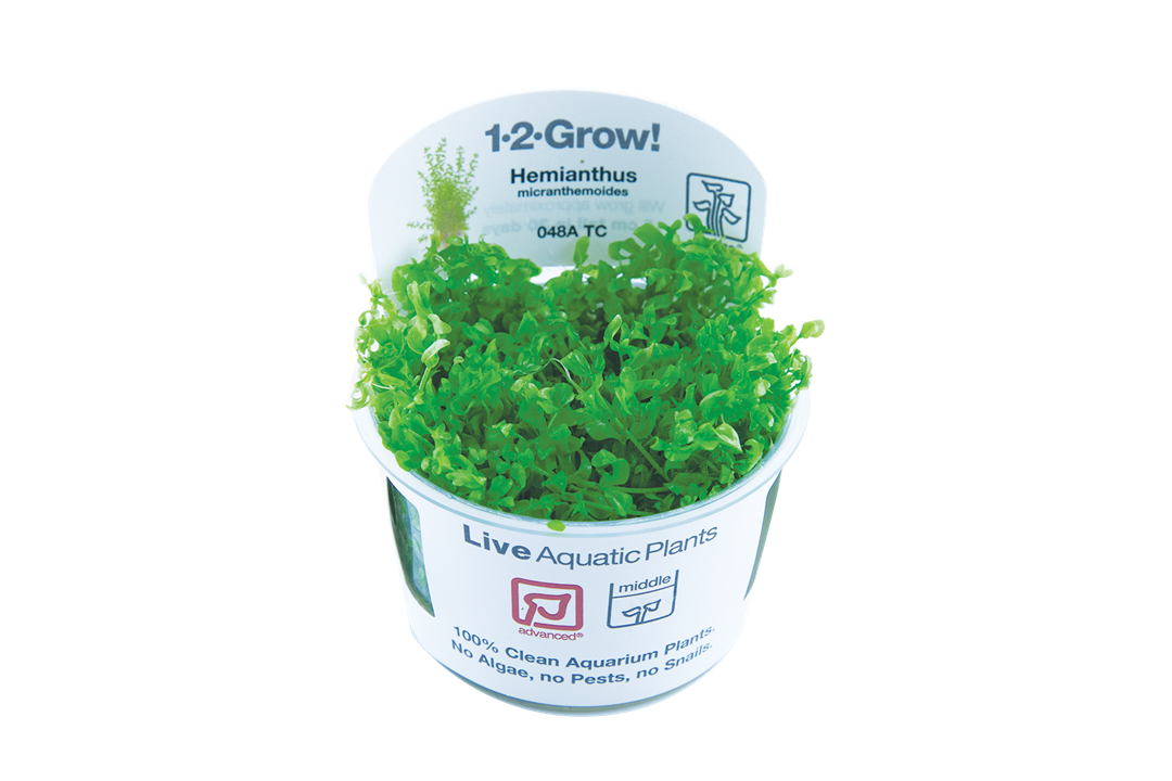 Hemianthus micranthemoides Tissue Culture by Tropica in a cup