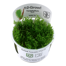 Taxiphyllum 'Spiky' Tissue Culture by Tropica