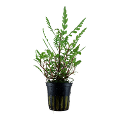 Hygrophila pinnatifida Pot Plant by Tropica