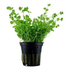 Micranthemum umbrosum Pot Plant by Tropica
