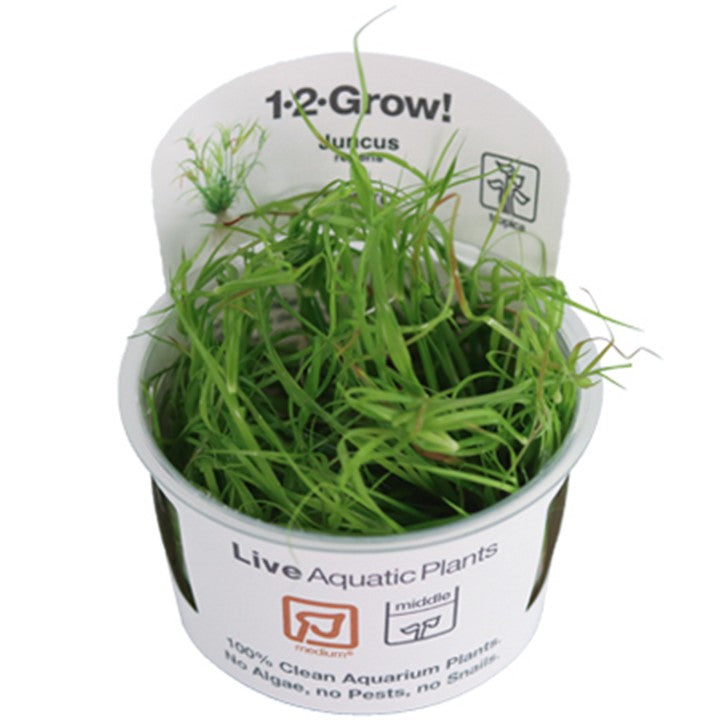 Juncus repens Tissue Culture by Tropica in a cup