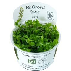 Bacopa caroliniana Tissue Culture by Tropica