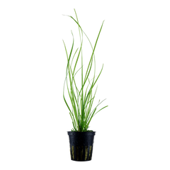 Cyperus helferi Pot Plant by Tropica