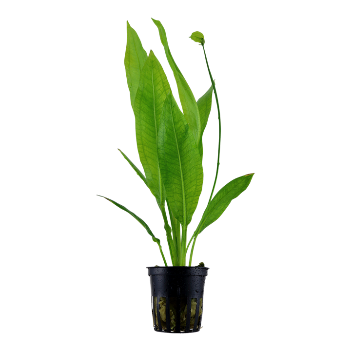Echinodorus grisebachii 'Bleherae' Pot Plant by Tropica 