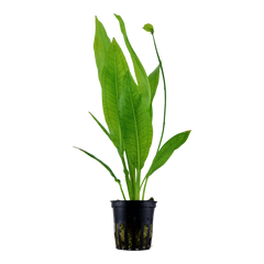 Echinodorus grisebachii 'Bleherae' Pot Plant by Tropica