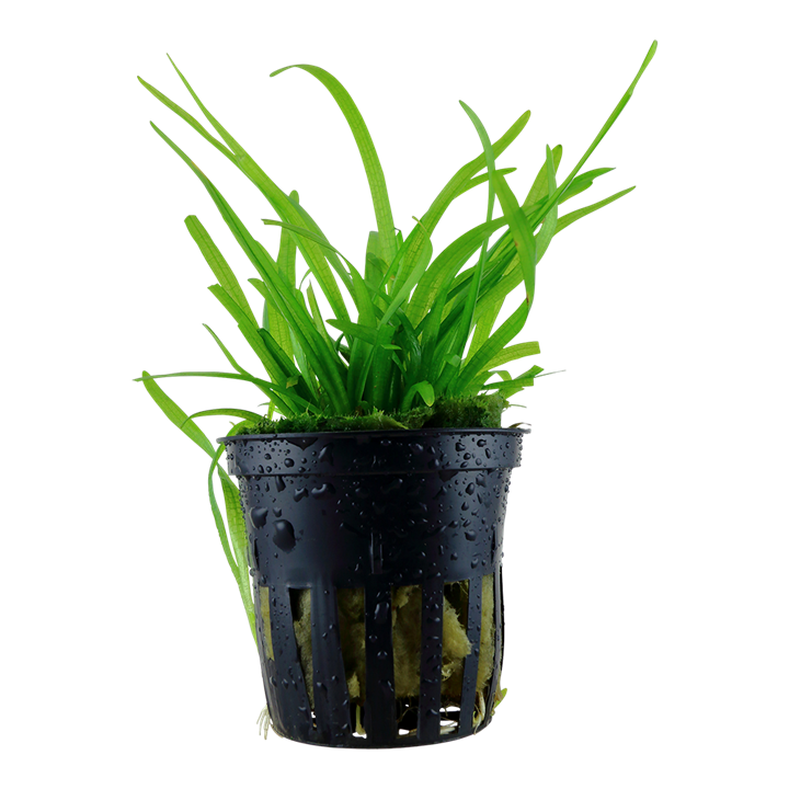 Sagittaria subulata Pot Plant by Tropica 