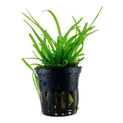 Sagittaria subulata Pot Plant by Tropica