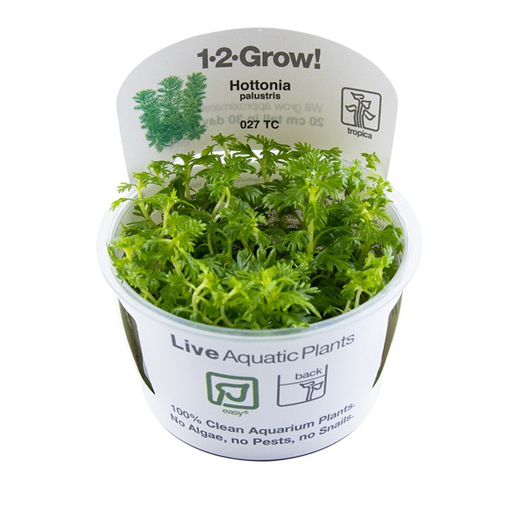 Hottonia palustris Tissue Culture by Tropica in a cup