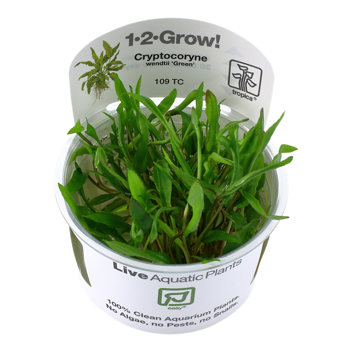 Cryptocoryne wendtii &
