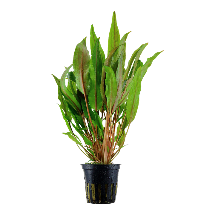 Cryptocoryne undulata 'Broad Leaves' Pot Plant by Tropica 