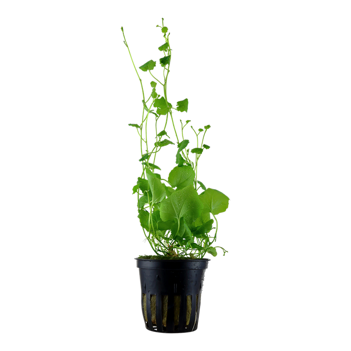 Cardamine lyrata Pot Plant by Tropica 