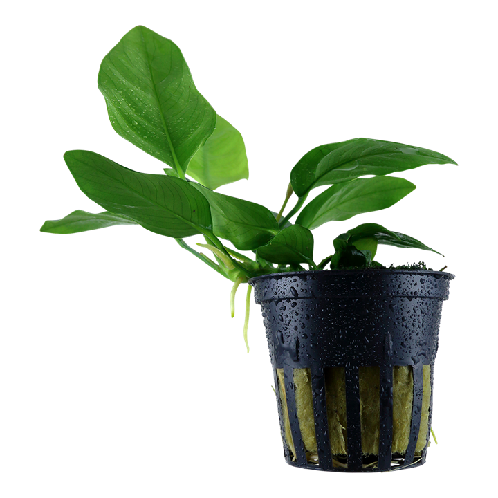 Anubias barteri var. nana Pot Plant by Tropica