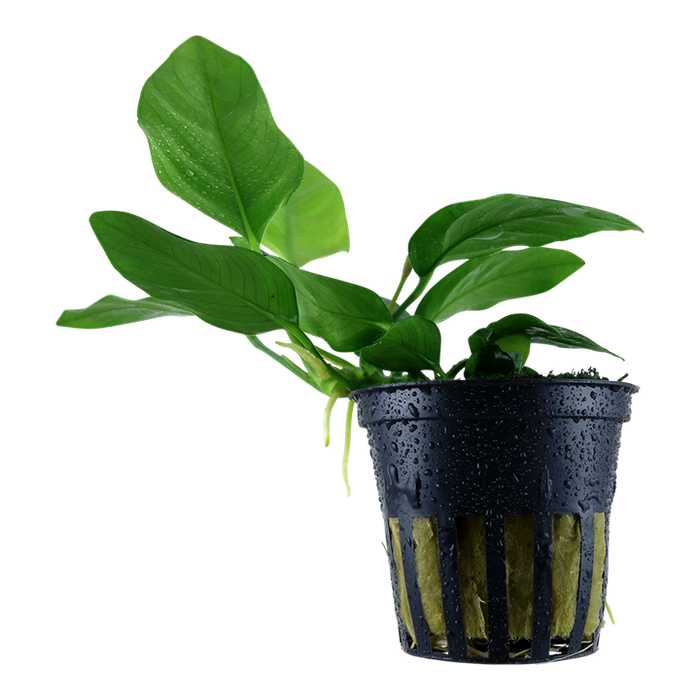 Anubias barteri var. nana Pot Plant by Tropica