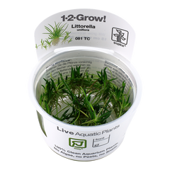 Littorella uniflora Tissue Culture by Tropica