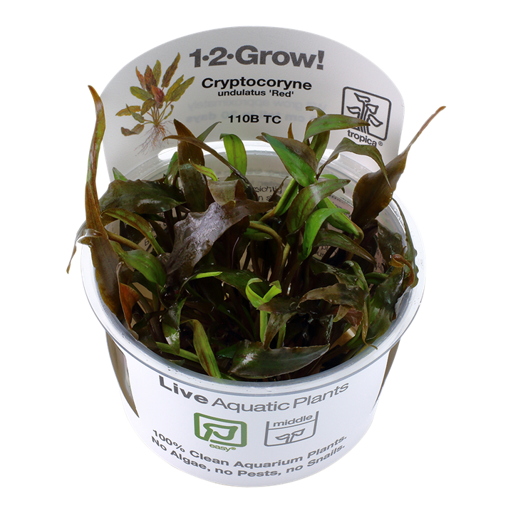 Cryptocoryne undulatus 'Red' Tissue Culture by Tropica in a Cup
