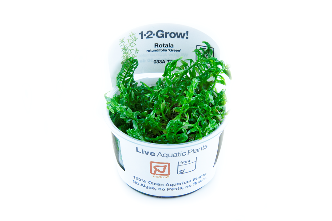 Rotala rotundifolia &