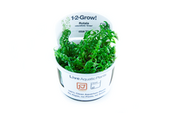 Rotala rotundifolia 'Green' Tissue Culture by Tropica