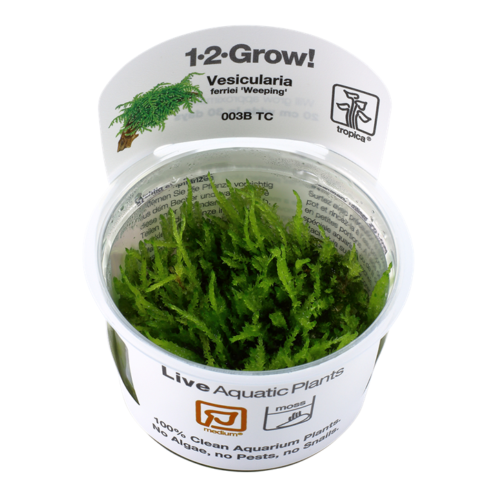 Vesicularia ferriei 'Weeping' moss 003B TC Tissue Culture by Tropica