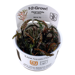 Hygrophila pinnatifida Tissue Culture by Tropica