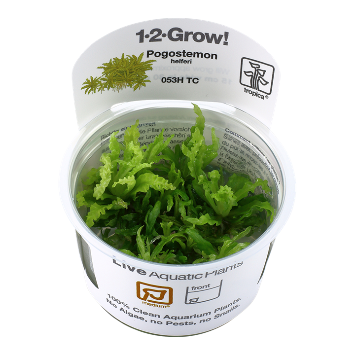 Pogostemon helferi Tissue Culture by Tropica 1 2 Grow Plant in a cup