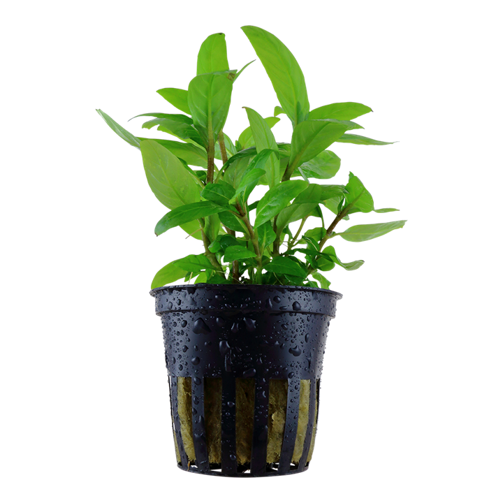 Staurogyne Repens Pot Plant| Plants Aquariums | Plants for Aquarium| Aquatic plant