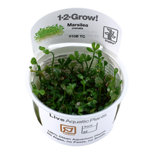 Marsilea Minuta Tissue Culture by Tropica