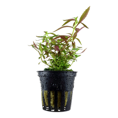 Limnophila hippuridoides Pot Plant by Tropica