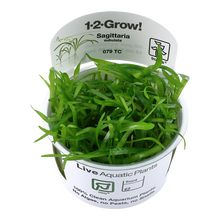 Sagittaria subulata Tissue Culture by Tropica
