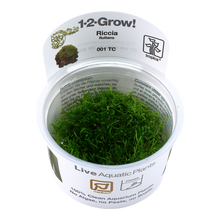Riccia fluitans Tissue Culture by Tropica