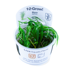 Blyxa japonica Tissue Culture by Tropica