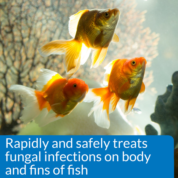 API Pimafix  | Freshwater Fish Fungal infection