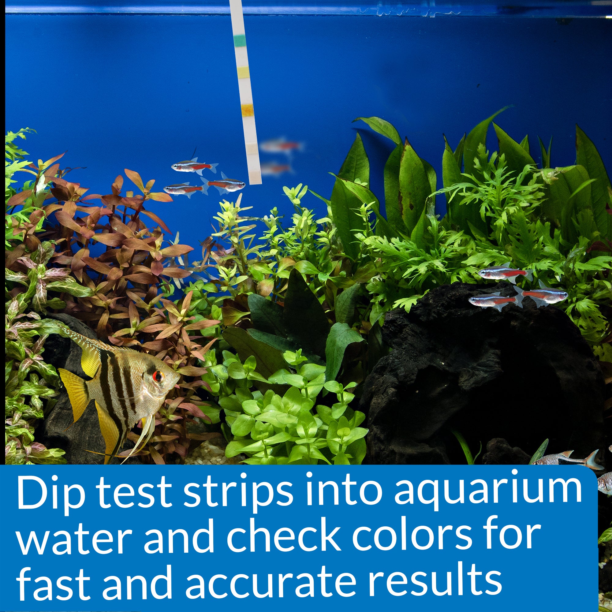 API Freshwater Aquarium Test Strips | API 5-IN-1 TEST STRIPS