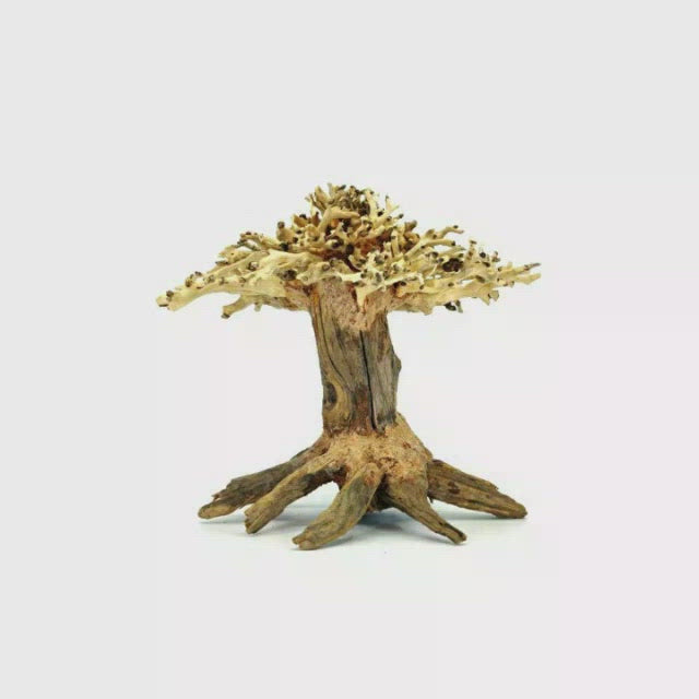 Aquarium Bonsai Tree | Driftwood Bonsai For Sale | underwater bonsai tree | underwater bonsai tree aquarium fish tank | underwater bonsai tree for sale 