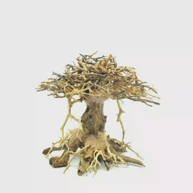 bonsai driftwood aquarium tree | bonsai driftwood aquarium trees | bonsai tree fish tank