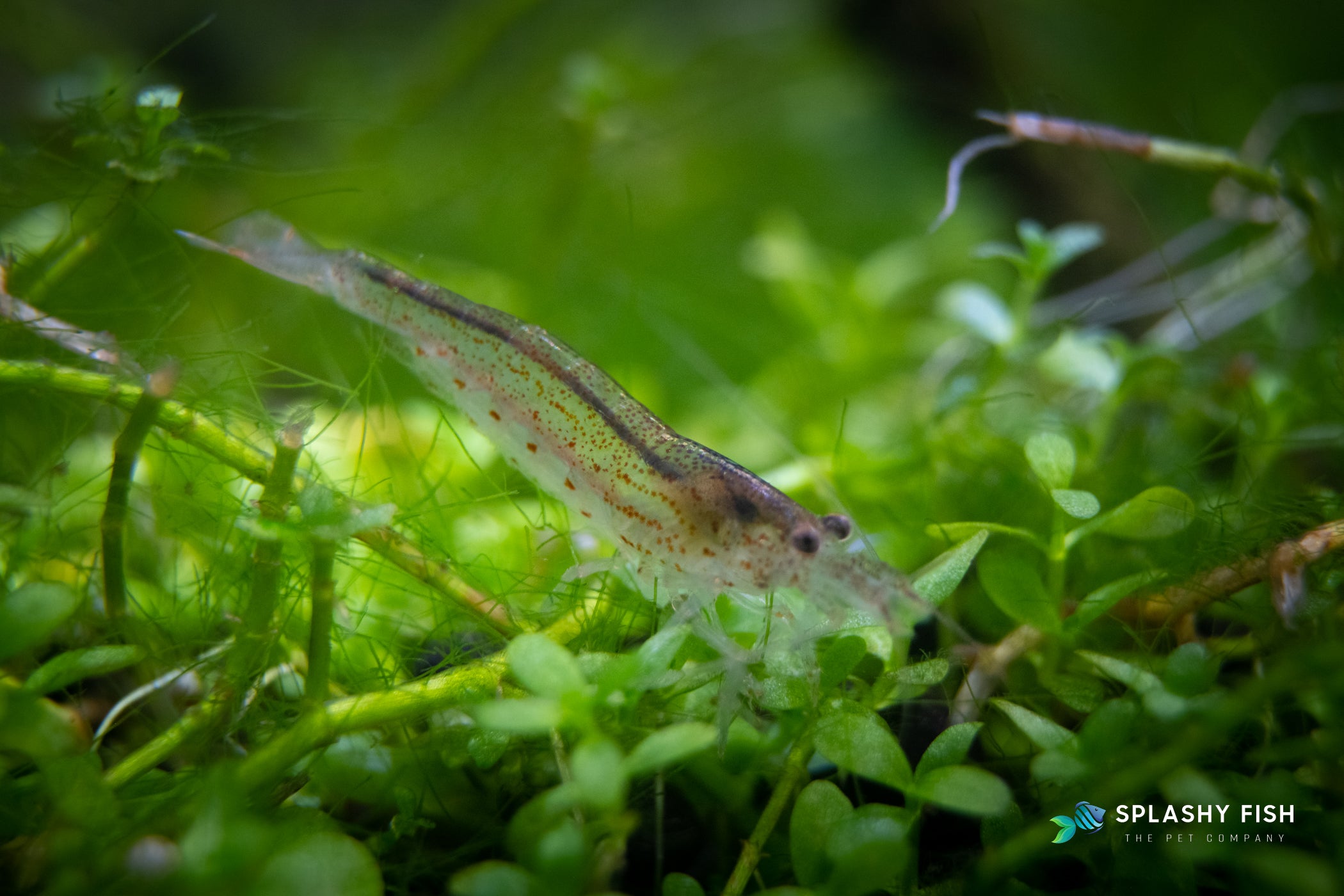 Amano Shrimp with Monte Carlo Plants, amano shrimp for sale, amano freshwater shrimp, amano shrimp for aquarium, where to buy amano shrimp, amano shrimp for sale near me