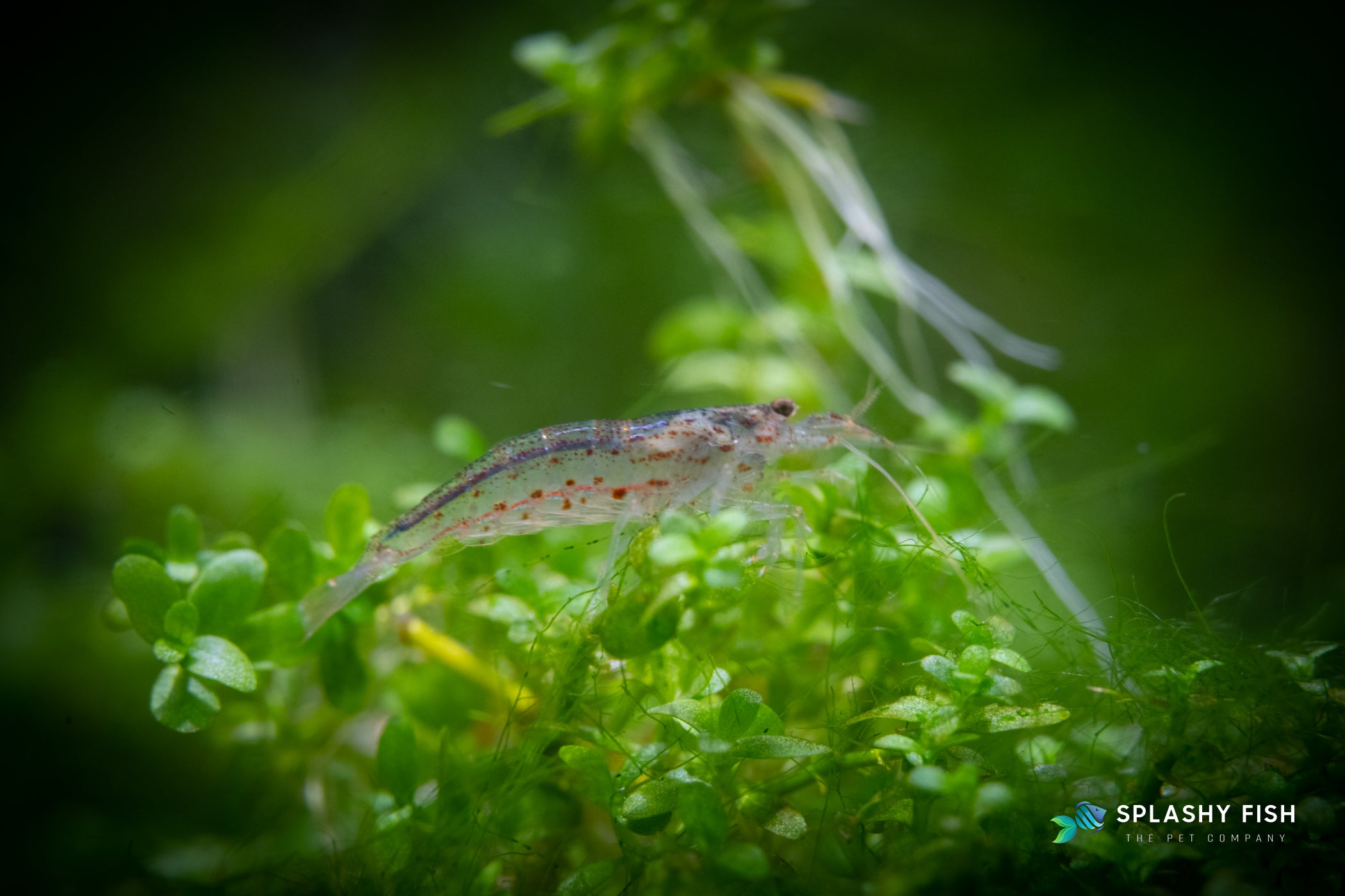 Amano Shrimp chilling on top of Monte Carlo, amano shrimp for sale, amano freshwater shrimp, where to buy amano shrimp, buy amano shrimp online, amano shrimp for sale near me, amano shrimp for aquarium tank, amano shrimp tank