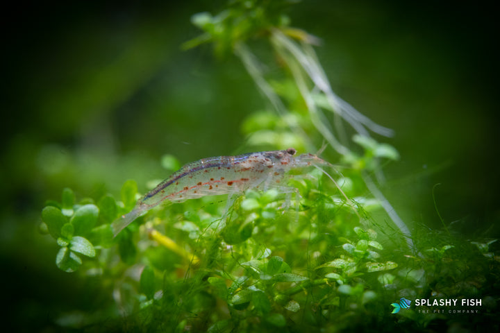 Amano Shrimp chilling on top of Monte Carlo, amano shrimp for sale, amano freshwater shrimp, where to buy amano shrimp, buy amano shrimp online, amano shrimp for sale near me, amano shrimp for aquarium tank, amano shrimp tank, amano shrimp, nano shrimp